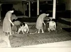 Tobaksblad läggs i högar för torking.
Tobaksindustri, Italien 1959.