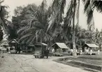 Transport av tobaksbalar med oxkärror på decauvillesspår.
Sumatra, Indonesien.