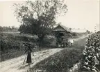 Transport av tobaksblad från torkskjul till fermenteringsskjul.
Sumatra, Indonesien.