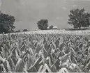 Tobaksplantage av sorten Burley tobacco. Tobaken har mognat och ska snart skördas. Lexington, Kentucky, 1940-tal.