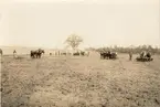 Beredning av tobaksåker med häst. Plogning med häst. 
USA, Conneticut 1946.