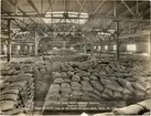 6 700 ton råsocker inuti lagerlokal.
Södra Delaware, Philadelphia år 1916.