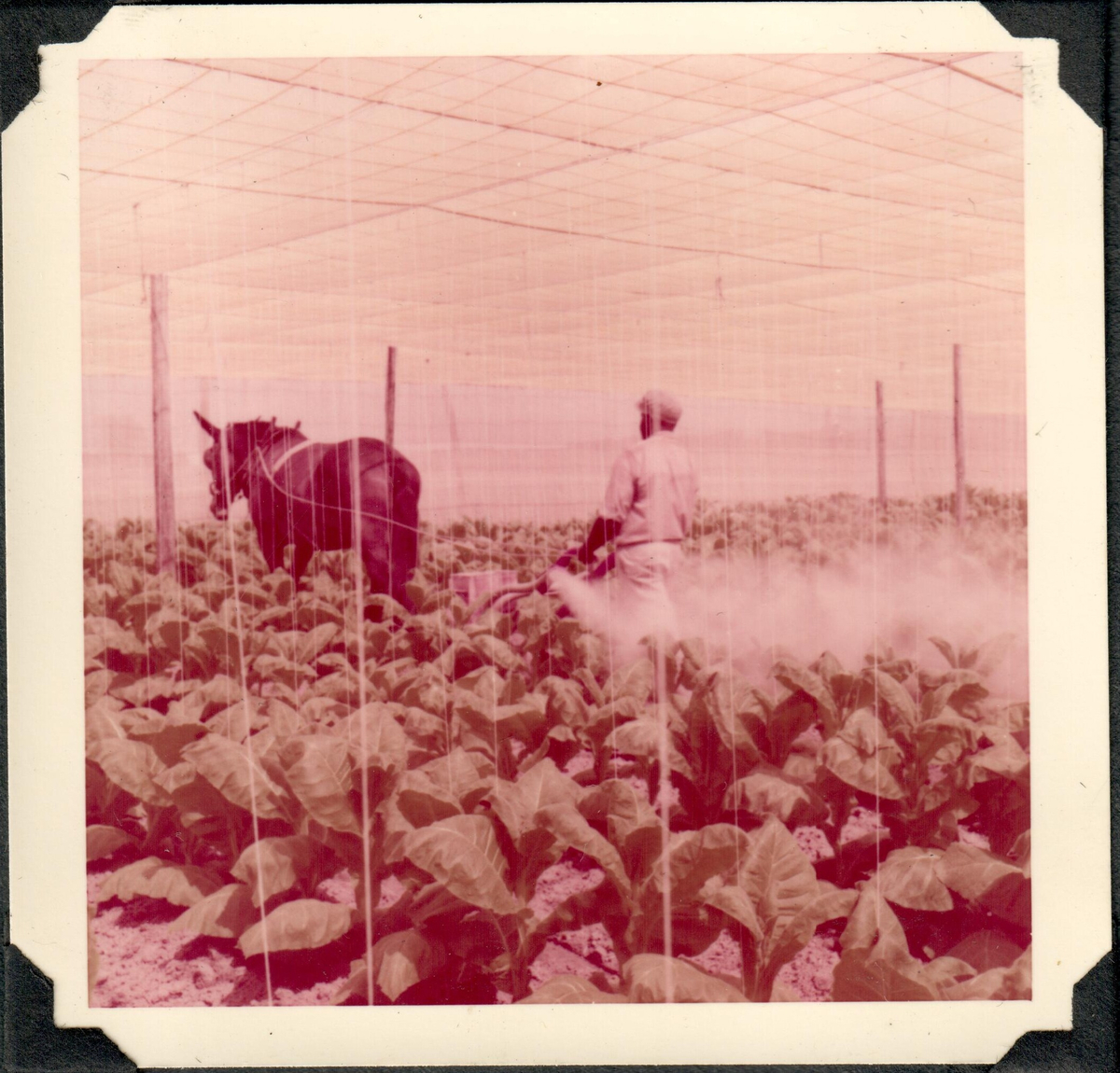 Tobaksodling. Tobaksodlare vid tobaksfälten.
Utland USA, odling.