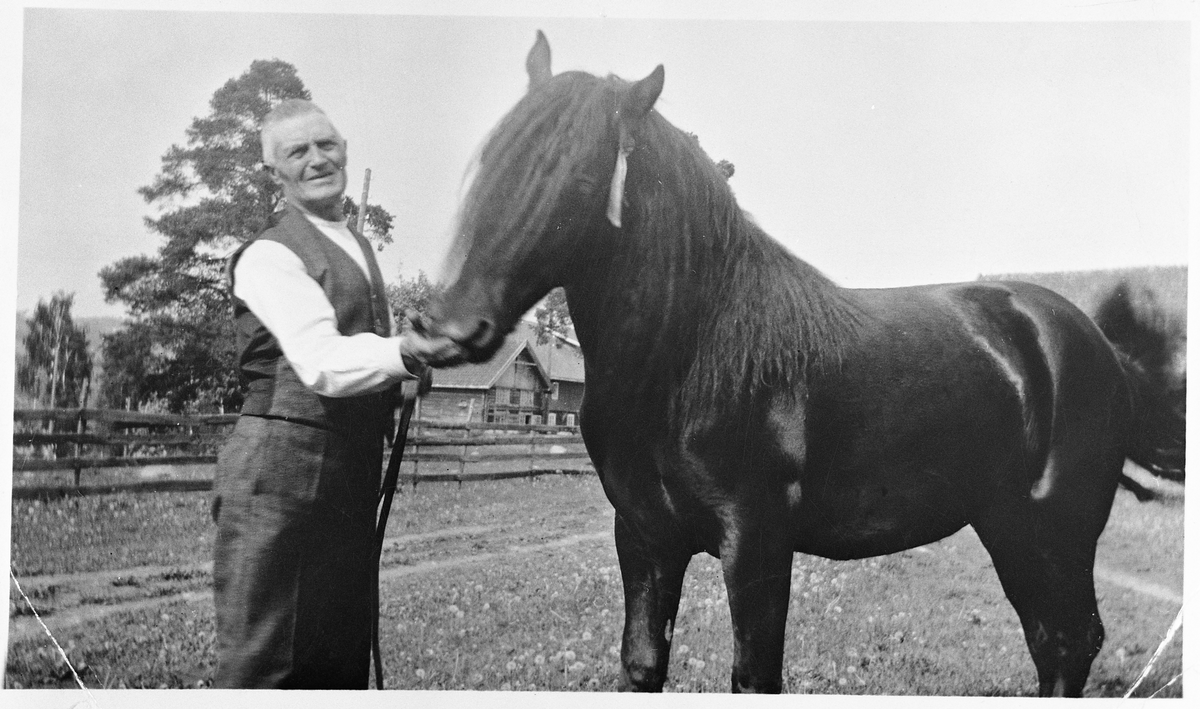 Gårdbruker Thomas Hjelle f. 1869 gir unghesten en sukkerbit en sommersøndag.
I bakgrunnen ser vi hønsehuset og litt av låven.
På søndager pleide man ofte ta seg tid til å se på hestene og ta dem fram og vise de til besøkende.