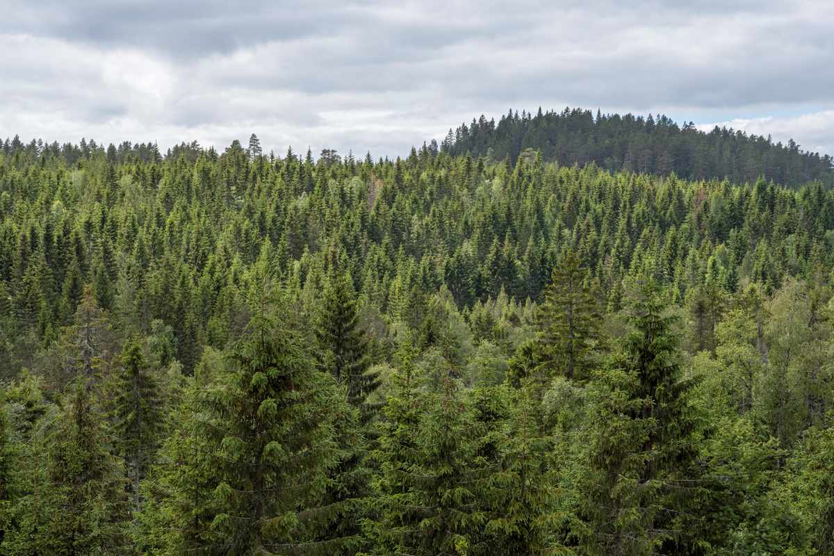 Skoglandskap med gran som dominerende treslag.