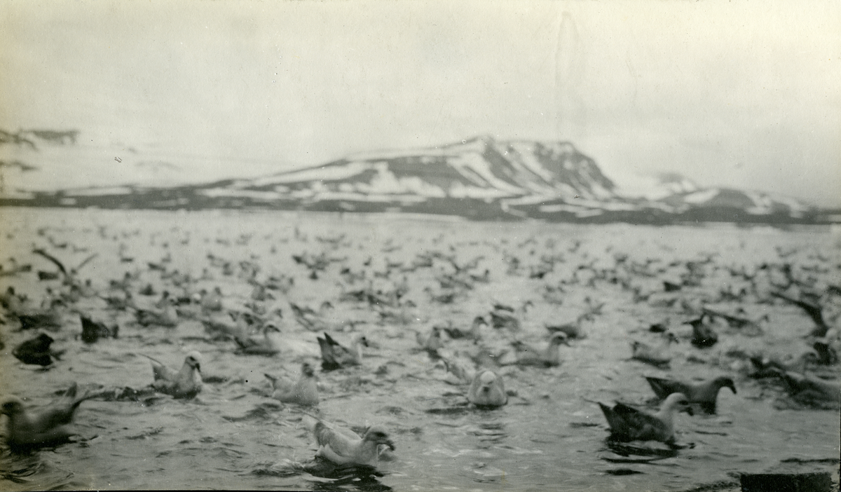 Fugleliv i Grønnfjorden/Green Harbour. Telegrafverkets inspeksjonstur til Svalbard og Finneset i 1911. 