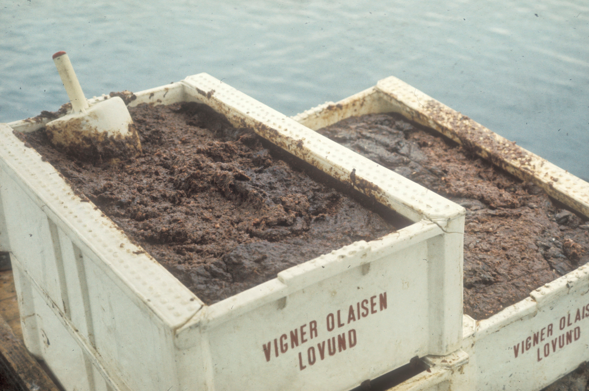 Lovund seminar, 1972 : Våtfôr i kasser. Fôret ble laget av bl.a. oppkvernet fisk og rekeskall.