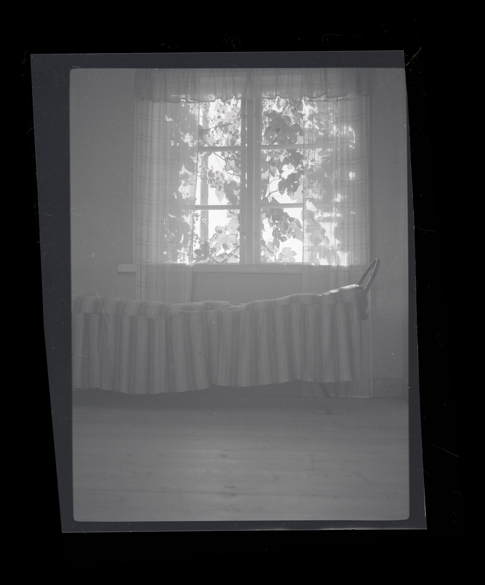Foto taget innifrån mot fönstret där en klängväxt täcker fönstret.
