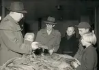 En man i hatt håller upp torkad tobak i Kristianstad 1951.