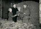 Barn håller i torkad tobak i Kristianstad 1951.