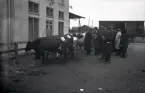 Nötkreatur och människor vid ett slakteri. Slakteribolagets transport i bakgrunden. Ur Walter Olsons negativsamling.