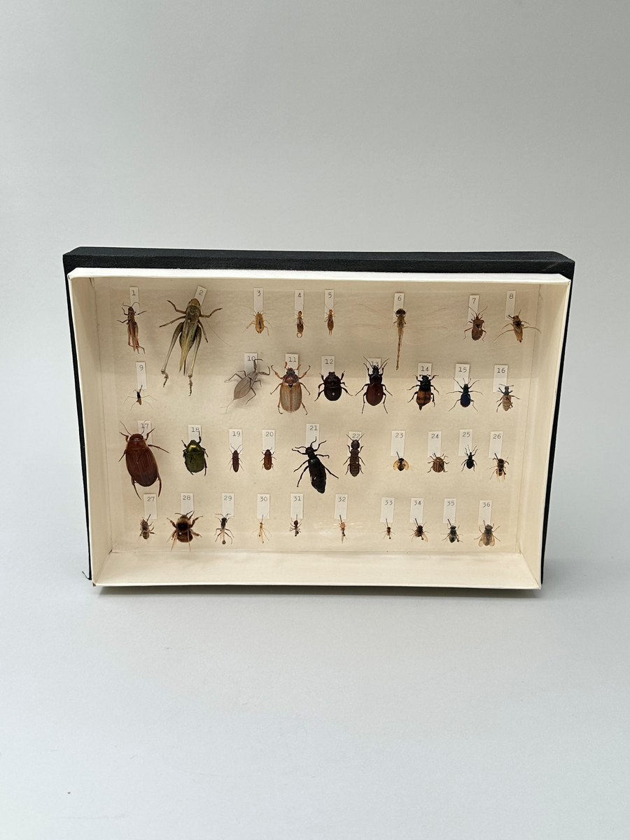Rektangulär låda innehållande 36 fastnålade och numrerade insekter av olika arter. Sidorna klädd med svart strukturtejp. Lådans baksida har en förteckning över de numrerade insekterna.