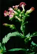 Bild på en tobaksplanta (Nicotiana) med rosa blommor och gröna blad.