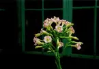 Bild på en tobaksplanta (Nicotiana) med rosa blommor och gröna blad.