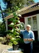 Arne Åkerhagen, Tobaks- och tändsticksmuseums pipmakare, har lyckats driva upp nästan 40 år gamla frön från den så kallade Alida-tobaken, en tålig korsning av typen Nicotiana Rustica som var populär i Åhus under 1960-talet.