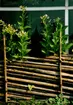 Bild på tobaksplantor (Nicotiana) med rosa blommor och gröna blad.