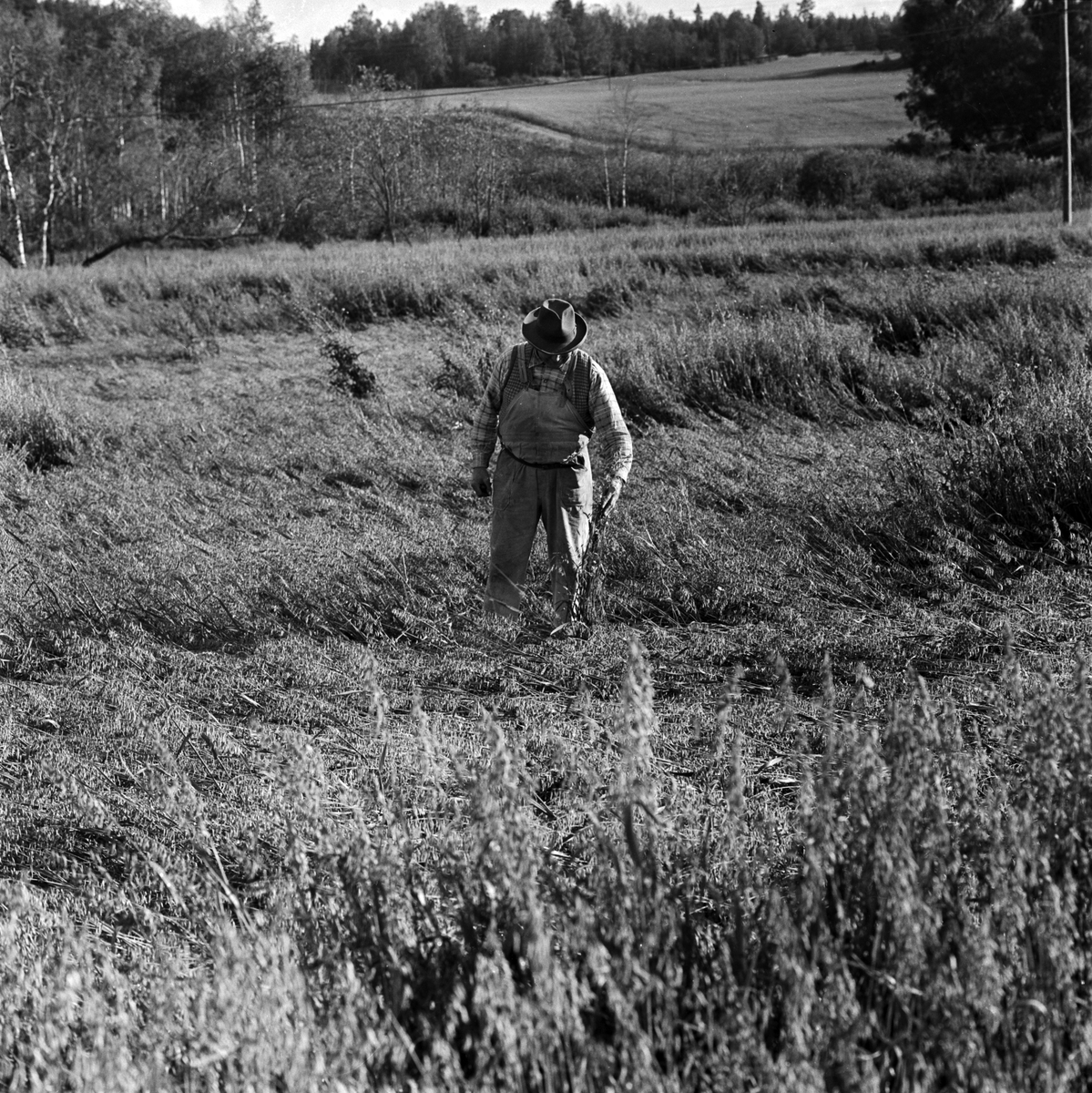 Lantbrukare Axel Eriksson, Mösa gård i Kungshusby på sitt regnskadade kornfält, Enköping 1956