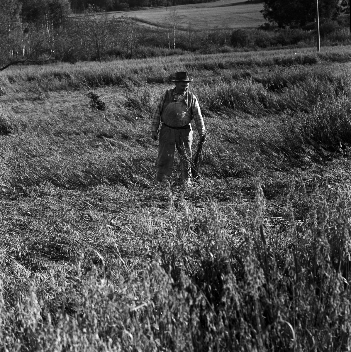 Lantbrukare Axel Eriksson, Mösa gård i Kungshusby på sitt regnskadade kornfält, Enköping 1956