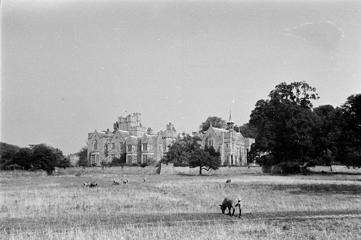 Sauer beiter i åpent landskap ved et slott eller borg