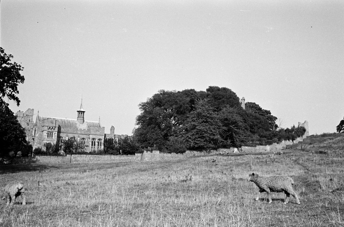 Sauer beiter i åpent landskap ved et slott eller borg