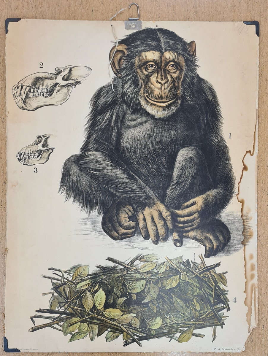 Skolplansch med apmotiv. Planschen visar på en schimpans samt två kranier.