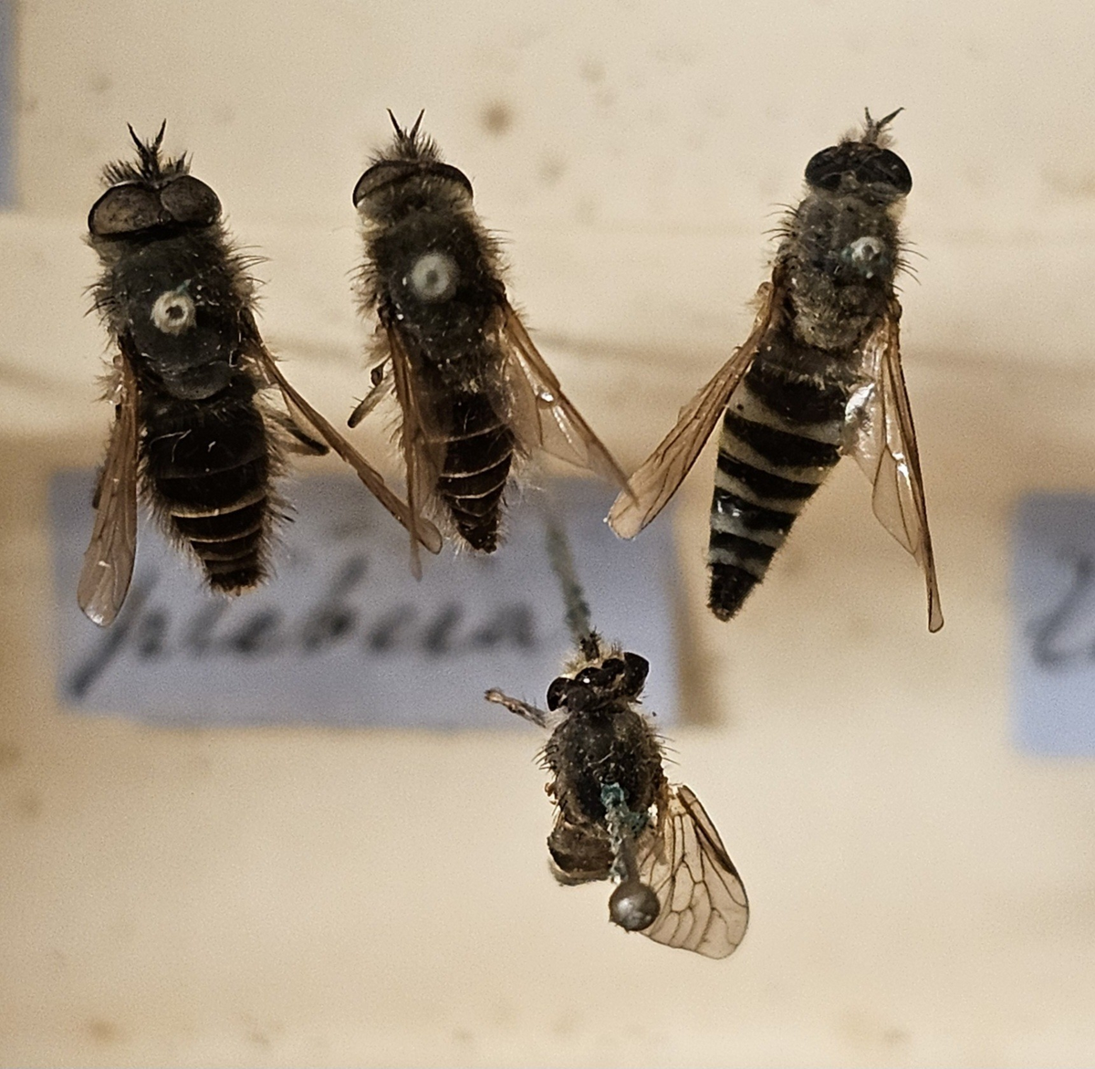Tvåvinge på insektsnål. 
Tillhör huvudgrupp Diptera\Brachycera
Tillhör familj Therevidae
Släkte/art: Thereva?
Adult

Ursprungsland: Sverige
Fyndplats: 

Ur Hackwitz samling

På etiketten står: Thereva plebeia
