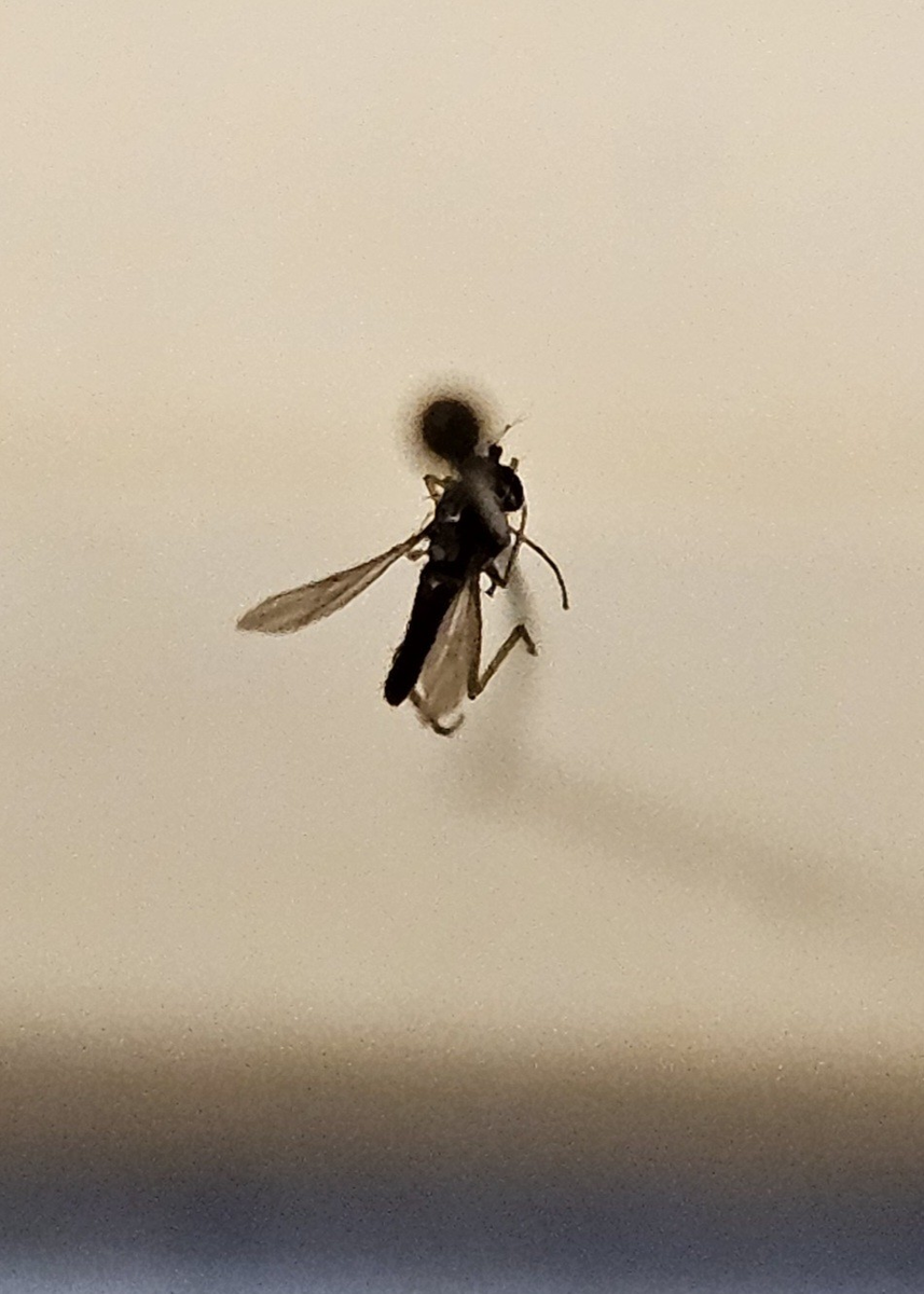 Tvåvinge på insektsnål. 
Tillhör huvudgrupp Diptera\Brachycera
Tillhör familj Dolichopodidae
Släkte/art: Gen? spec?
Adult

Ursprungsland: Sverige
Fyndplats: 

Ur Hackwitz samling

På etiketten står: Dolichopus brevicornis