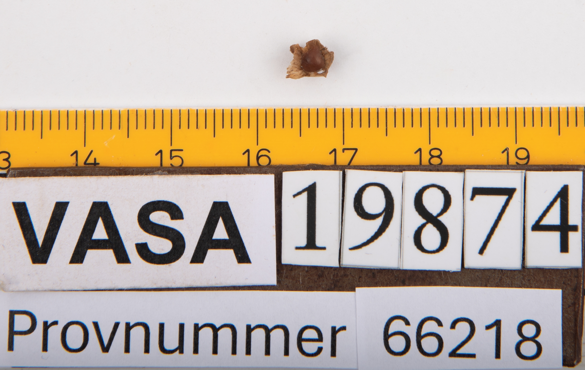 Ben från strömming (Clupea harengus membras).

606 st. kotor (vertebrae).

76 st. (39 sin+37 dx samt en del fragment) dentalia.

66 st. (29+37) hyomandibularia.

67 st. opercularia.

57 st. (29+28) maxillaria.

57 st. (30+27) articularia.

4 st. opisthotica.

54 st. quadrata.

52 st. (29+23) keratohyalia.

48 st. exoccipitalia.

47 st. (24+23) epihyalia.

39 st. (28+11) frontalia.

30 st. urostyli.

10 st. ectopterygoidea.

10 st. (7+3) supracleithralia ventr.

7 st. (4+3) supraleithralia dorsalia.

3 st. parasphenoidea.

2 st. orbitosphenoidea.

1 st. basihyale.

53 st. prootica.