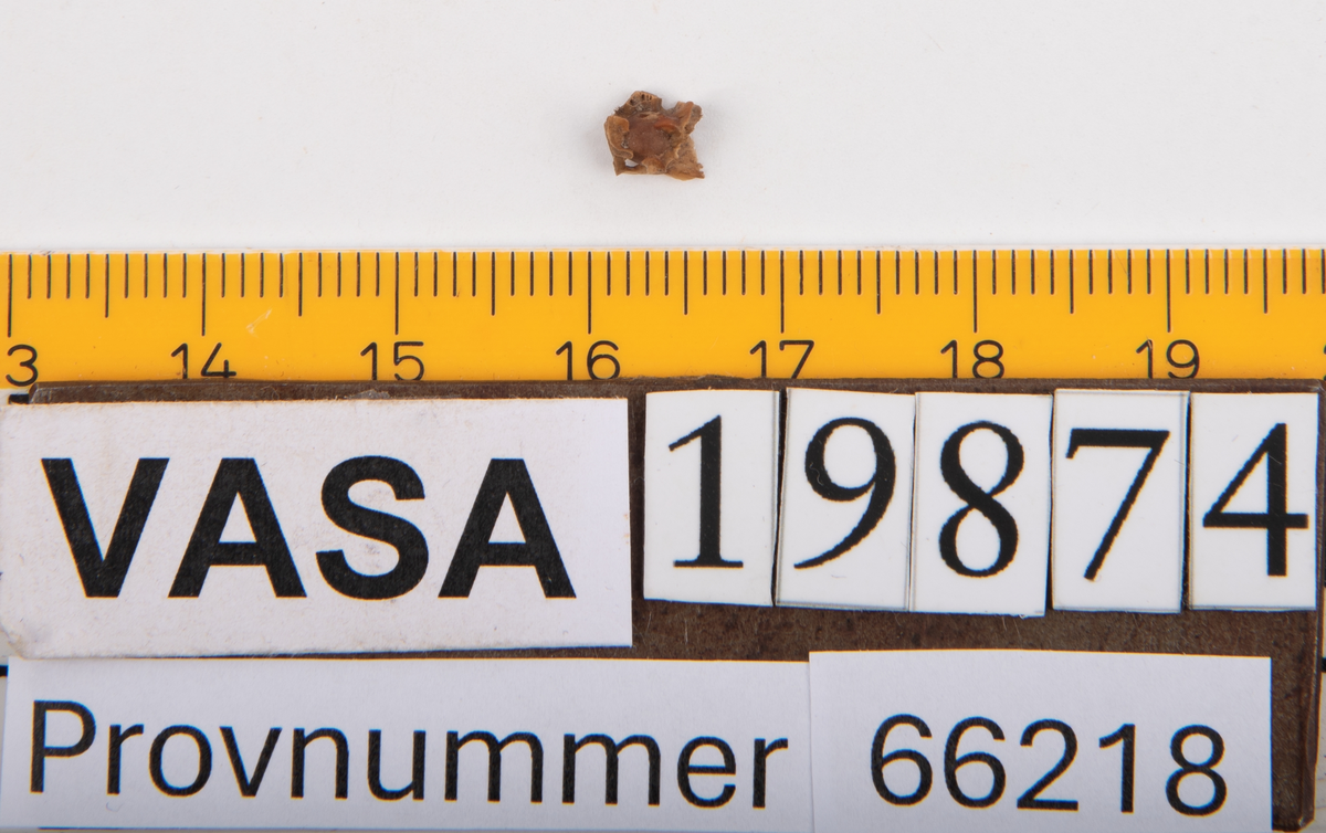 Ben från strömming (Clupea harengus membras).

606 st. kotor (vertebrae).

76 st. (39 sin+37 dx samt en del fragment) dentalia.

66 st. (29+37) hyomandibularia.

67 st. opercularia.

57 st. (29+28) maxillaria.

57 st. (30+27) articularia.

4 st. opisthotica.

54 st. quadrata.

52 st. (29+23) keratohyalia.

48 st. exoccipitalia.

47 st. (24+23) epihyalia.

39 st. (28+11) frontalia.

30 st. urostyli.

10 st. ectopterygoidea.

10 st. (7+3) supracleithralia ventr.

7 st. (4+3) supraleithralia dorsalia.

3 st. parasphenoidea.

2 st. orbitosphenoidea.

1 st. basihyale.

53 st. prootica.