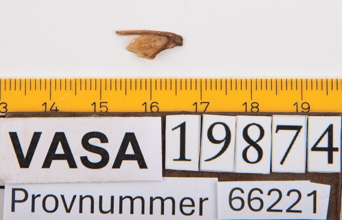 Ben från strömming (Clupea harengus membras).

606 st. kotor (vertebrae).

76 st. (39 sin+37 dx samt en del fragment) dentalia.

66 st. (29+37) hyomandibularia.

67 st. opercularia.

57 st. (29+28) maxillaria.

57 st. (30+27) articularia.

4 st. opisthotica.

54 st. quadrata.

52 st. (29+23) keratohyalia.

48 st. exoccipitalia.

47 st. (24+23) epihyalia.

39 st. (28+11) frontalia.

30 st. urostyli.

10 st. ectopterygoidea.

10 st. (7+3) supracleithralia ventr.

7 st. (4+3) supraleithralia dorsalia.

3 st. parasphenoidea.

2 st. orbitosphenoidea.

1 st. basihyale.

53 st. prootica.