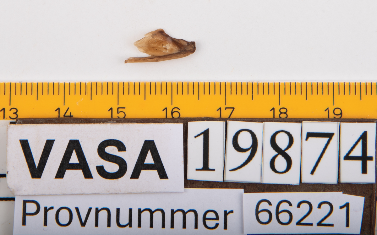 Ben från strömming (Clupea harengus membras).

606 st. kotor (vertebrae).

76 st. (39 sin+37 dx samt en del fragment) dentalia.

66 st. (29+37) hyomandibularia.

67 st. opercularia.

57 st. (29+28) maxillaria.

57 st. (30+27) articularia.

4 st. opisthotica.

54 st. quadrata.

52 st. (29+23) keratohyalia.

48 st. exoccipitalia.

47 st. (24+23) epihyalia.

39 st. (28+11) frontalia.

30 st. urostyli.

10 st. ectopterygoidea.

10 st. (7+3) supracleithralia ventr.

7 st. (4+3) supraleithralia dorsalia.

3 st. parasphenoidea.

2 st. orbitosphenoidea.

1 st. basihyale.

53 st. prootica.