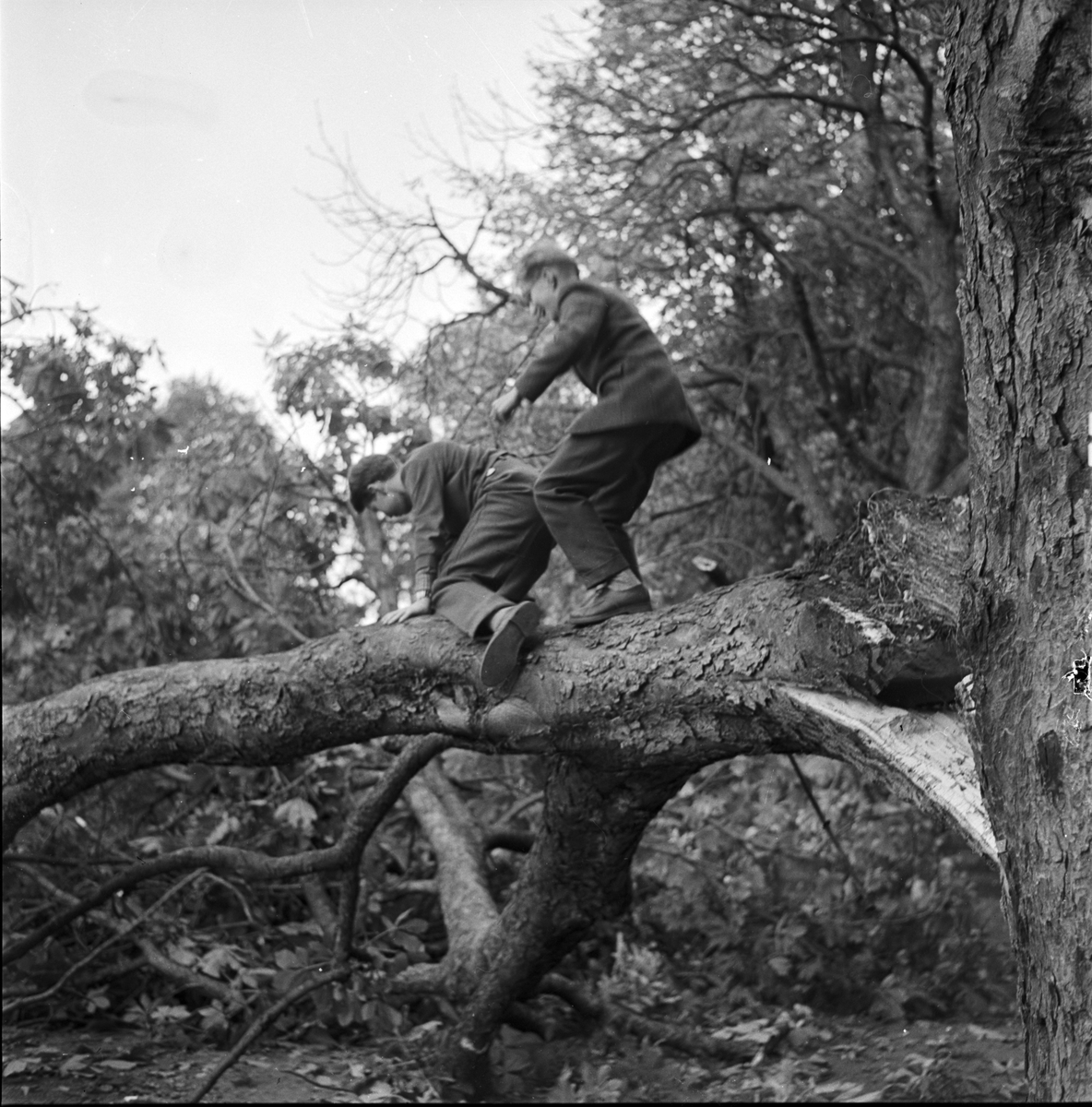 Omkullblåst träd i Skolparken, Uppsala 1955