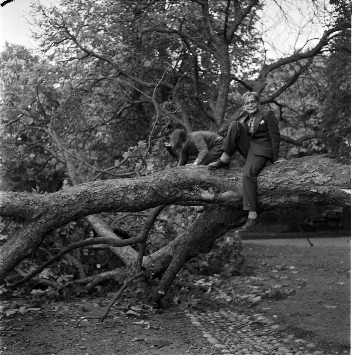 Omkullblåst träd i Skolparken, Uppsala 1955