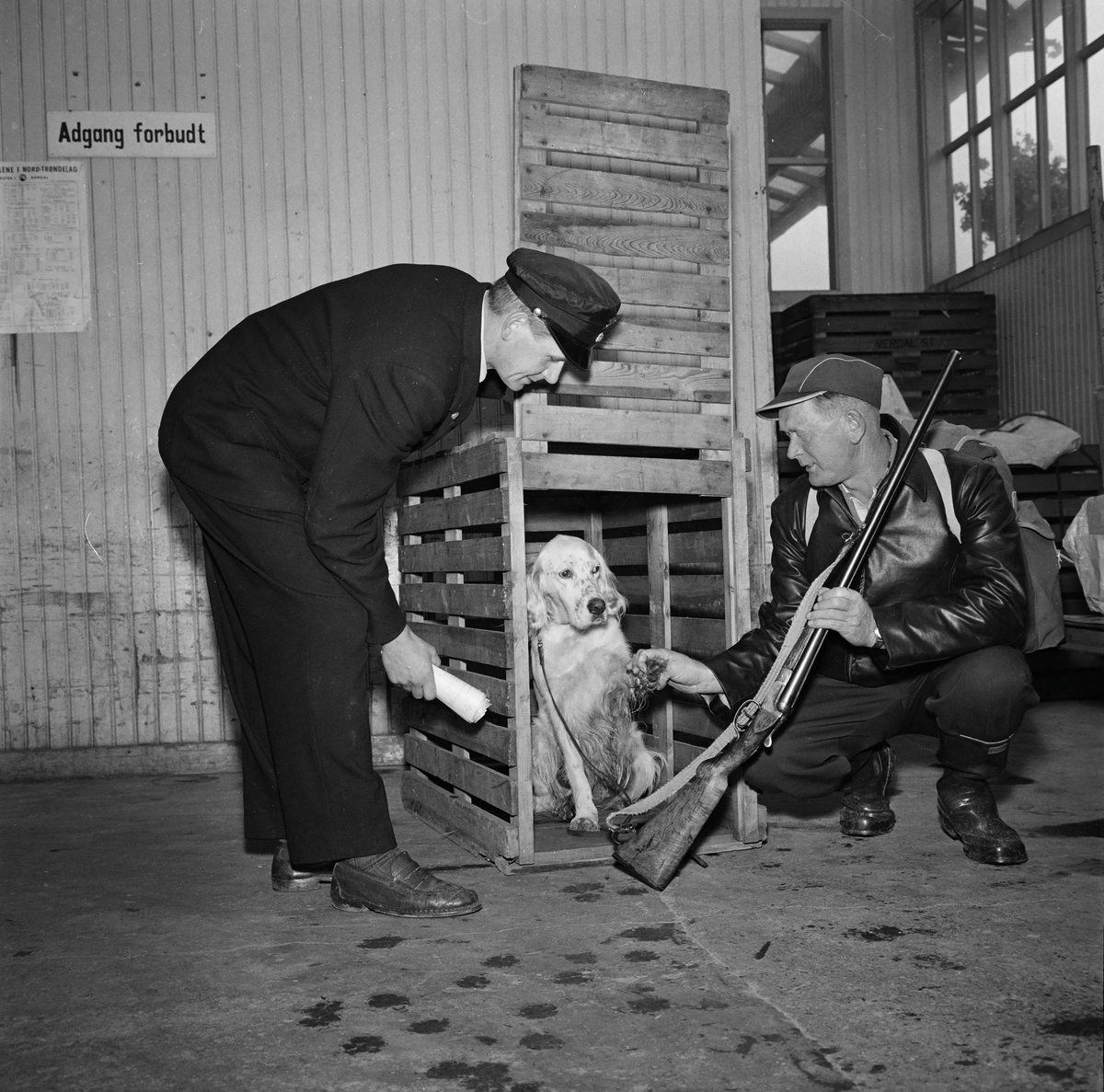 Hund sendes med toget i kasse