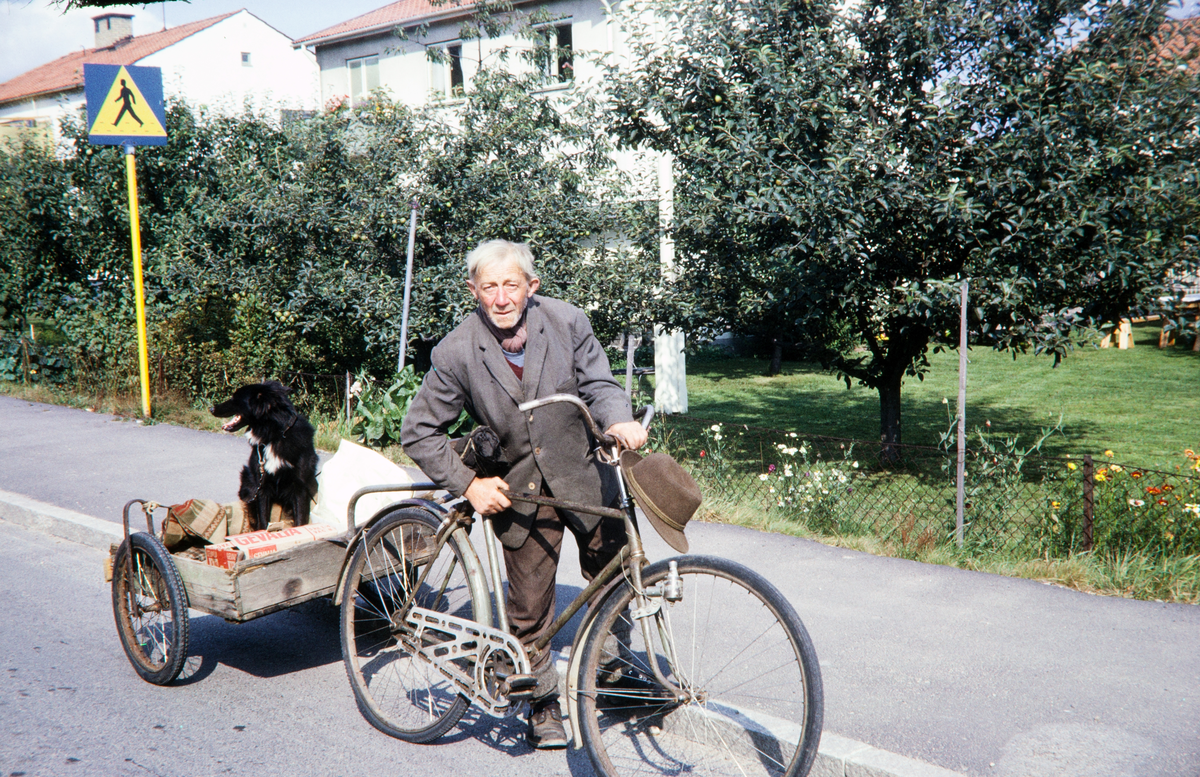 Växjöbo (P. Nilsson på Höjden?) med cykel och hund på cykelkärra, Fagrabäcksvägen, mitten av 1960-talet.
Färgfoto.