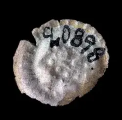 Myntfynden - Getakärrs kyrkoruin