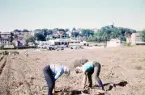 Potatisupptagning på Norr, Växjö. I bakgrunden syns kvarteren Mörner, Sven och Dalen (numera Lågan) och det nya vattentornet på Hovsberg.
Färgfoto ca 1960.