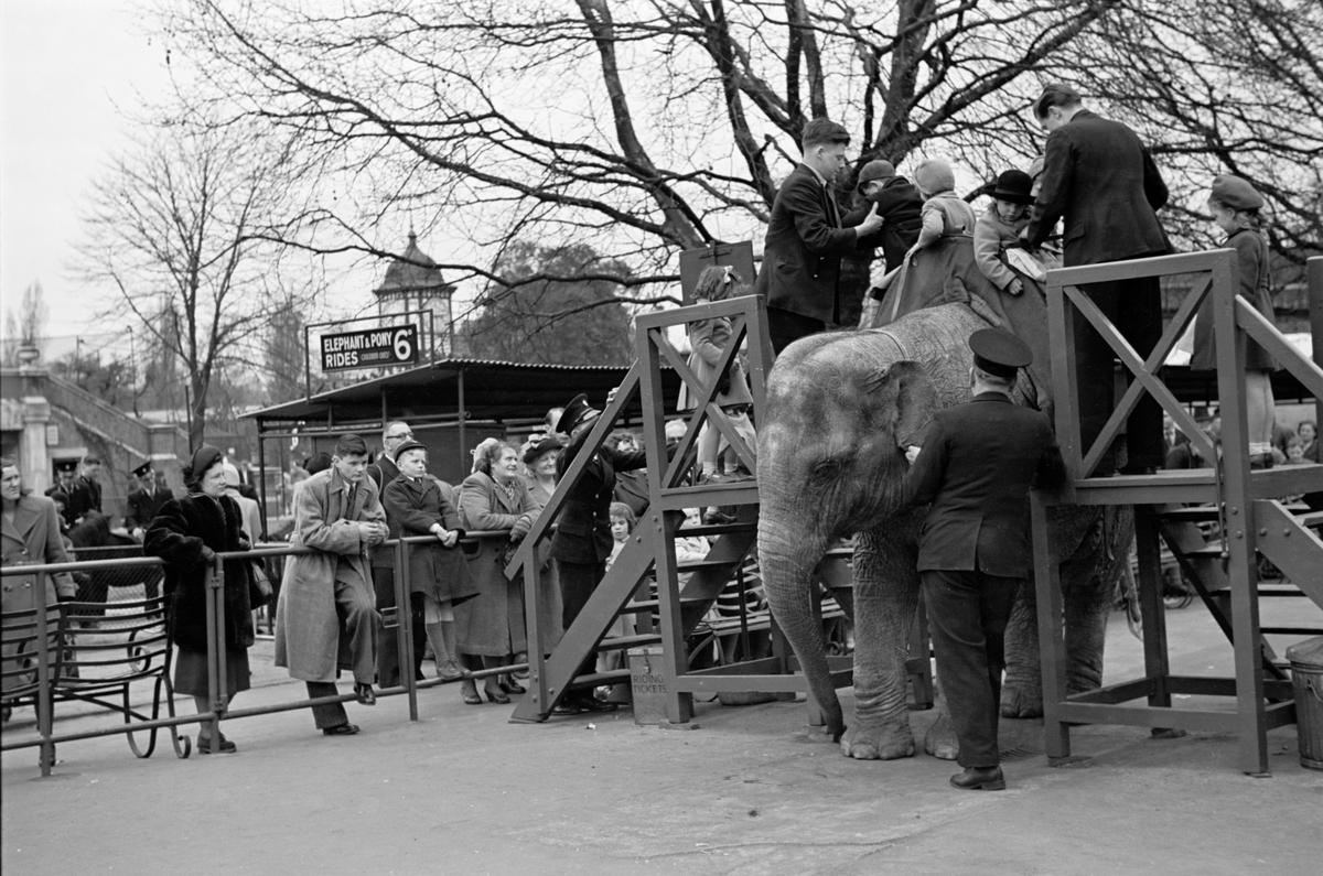 Folk på klatrestativ for riding på elefant