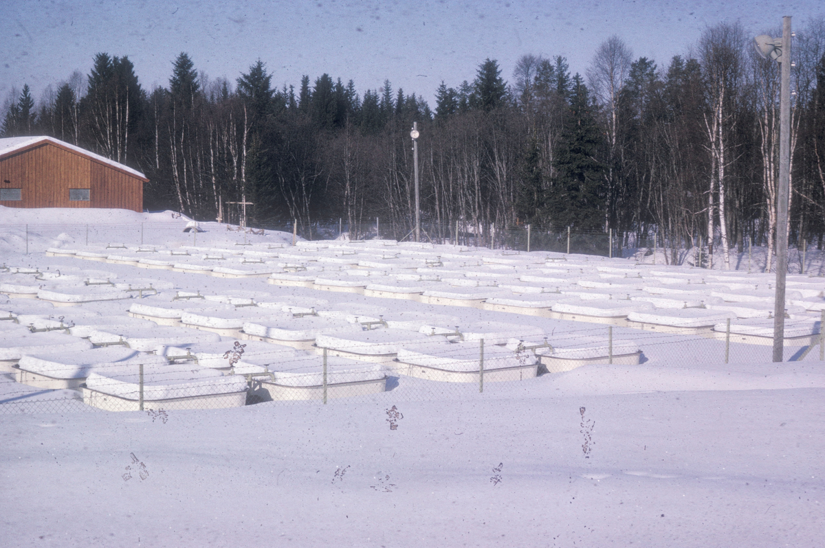 Reinsvoll, 1965 : Nedsnødde settefiskkar. Stamfiskhallen i bakgrunnen.