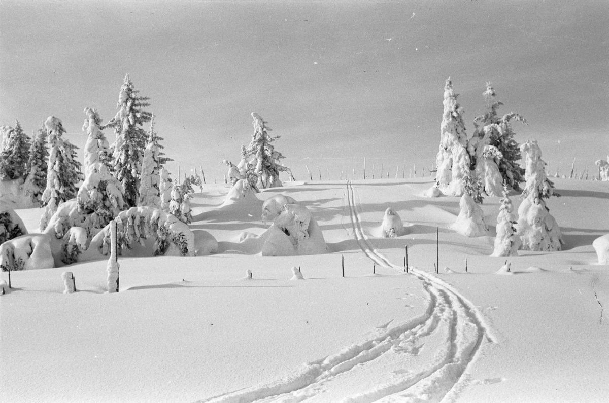 Snølandskap trær og skiløyper
