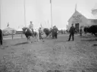 Präktiga tjurar och en och annan våghalsig ryttare vid Allmänna svenska lantbruksmötet i Norrköping 1906.