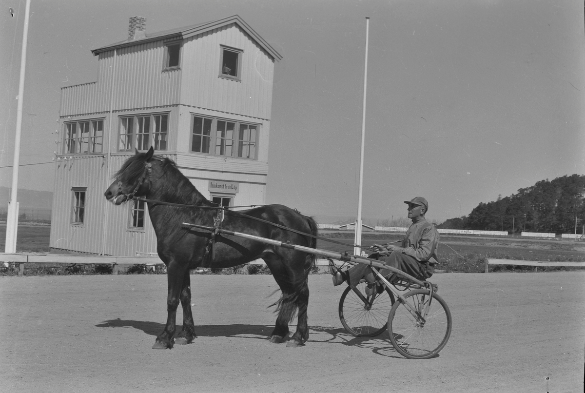 Travhesten Håpar