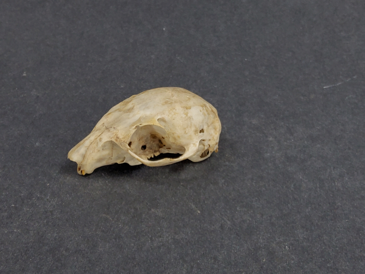 De zoologiska samlingarna I.
Provins I. Ryggradsdjur (Verbata)
Klass 1. Däggdjur (Mammalia)
Ordning 7 Gnagare (Glires)
Ekorre (Sciurus vulgaris L.): Ett kranium.
