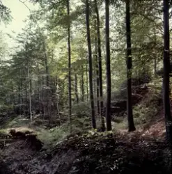 bøkeskog ved Fritzøehus slott