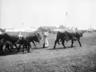 Präktiga tjurar visas upp vid lantbruksmötet i Norrköping 1906.