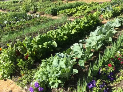 Kjøkkenhagen på Gartneriet.