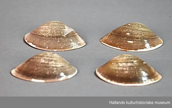Musselskal, sex stycken, gult-grågrönt.