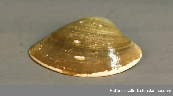 Musselskal, sex stycken, gult-grågrönt.