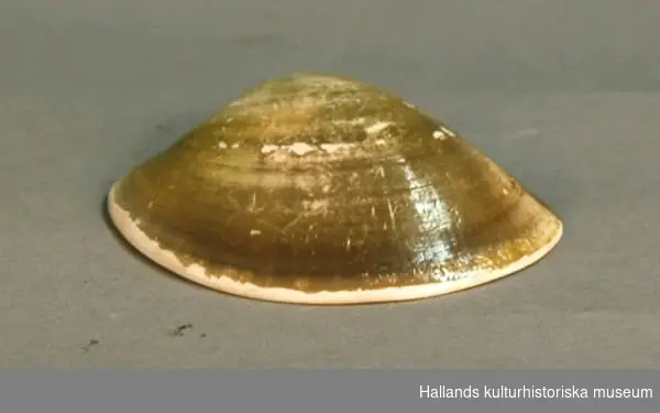 Musselskal, sex stycken, gult-grågrönt.