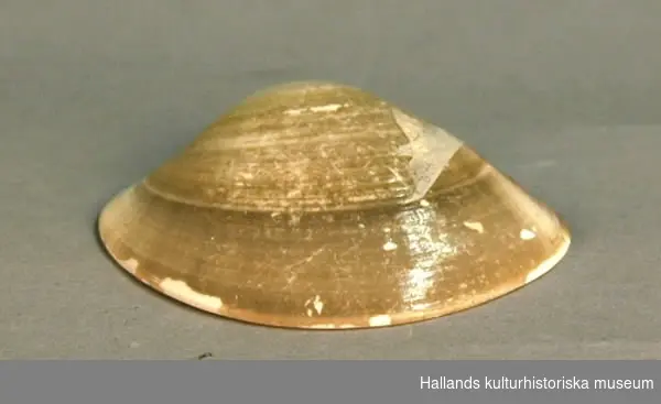 Musselskal, sex stycken, gult-grågrönt.
